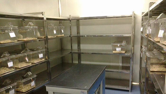 动物实验室 动物实验室